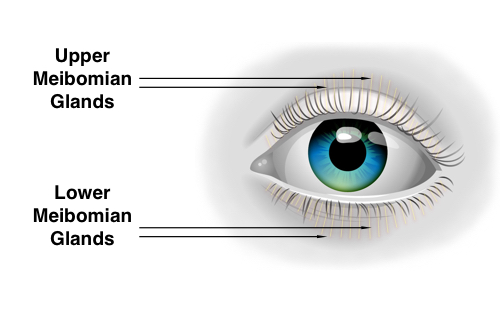 Meibomian Glands